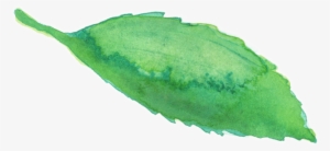 Shop Tea - West Indian Gherkin