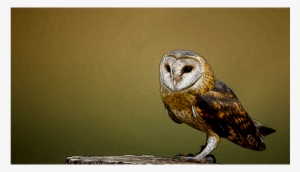 Barn Owl
