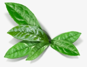 Matcha Leaf - Matcha Leaf Png