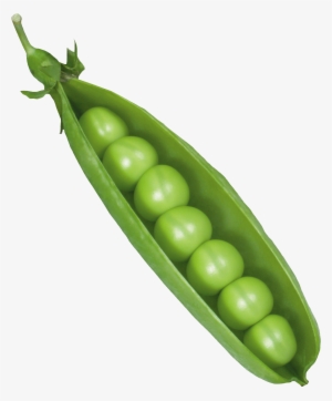 Pea Png