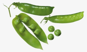 Pea Plant Transparent Background