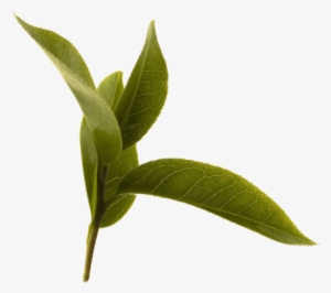 Green Tea Leaf