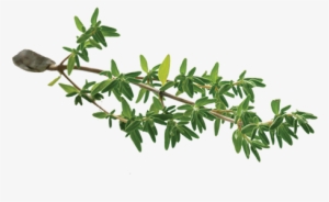 Thyme-leaf - Thyme Transparent Png