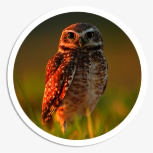 Owl Png Picture - Burrowing Owl