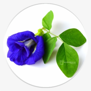 Butterfly Pea Flowers Dried Whole - Butterfly Pea Flower