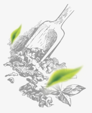 We Begin From Selecting The Finest Tea Leaves - Illustration