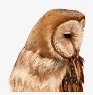Screech Owl