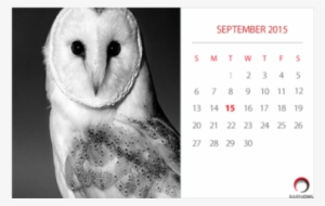Calvendo Owls (wall Calendar 2018 Din A3 Landscape)