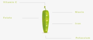Pea-01 - Snap Pea