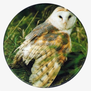 Bird Of Prey Png Free Hd Bird Of Prey Transparent Image Pngkit