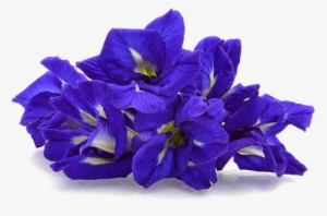 Butterfly Pea - Butterfly Pea Flower Png