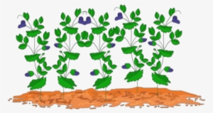 Jpg Library Free On Dumielauxepices Net - Clipart Of Pea Plant