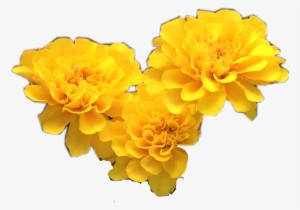 Yellow Transparent Flower Crown Download - Yellow Flowers Tumblr Transparent
