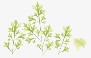 Leaf Photography Illustration Green Material - Leaf