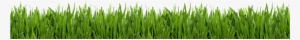 Green Grass Stock Photo
