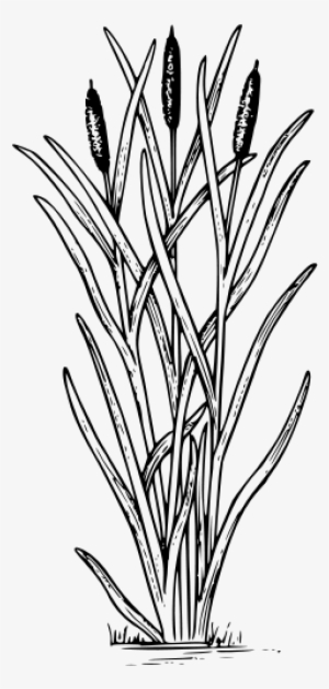 Kittens In The Grass, Png V - Cattail Clipart