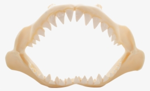 Shark Jaw Polyresin 10" - Shark Jaw Poly Resin 10"