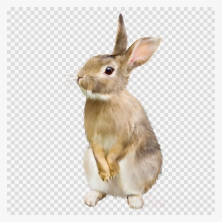 Download Whats Your Bunny Name Clipart Easter Bunny - Animals Blowing Bubble Gum