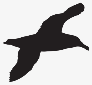 Popular Images - Sea Bird Silhouette