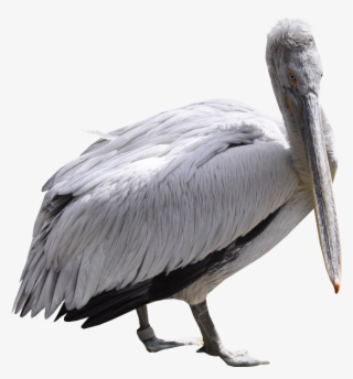 Pelican Png, Download Png Image With Transparent Background, - Pelican