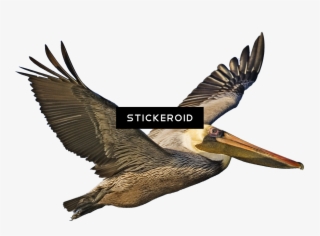 Pelican - Brown Pelican