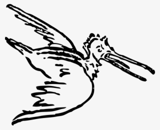 Pelican Bird Drawing Goose Cartoon - Cartoon Scary Birds