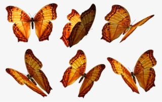 Transparent Butterfly Png