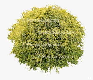 Conifère Nain Détouré - Clipping Path