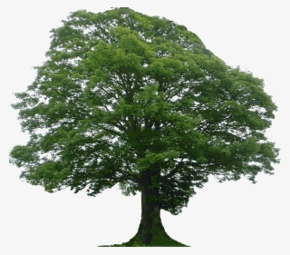 New Mexico Maple