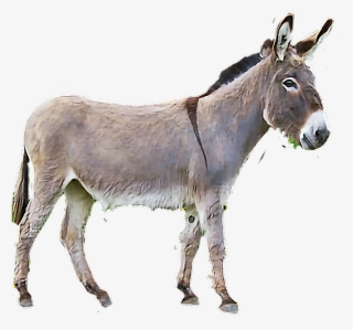 Burro Sticker