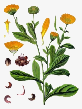 Fresh Small Plant Hand Painted Chrysanthemum Decorative - Calendula Officinalis Botanical