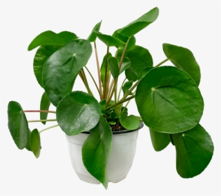 Pilea Peperomioides - Chinese Money Plant