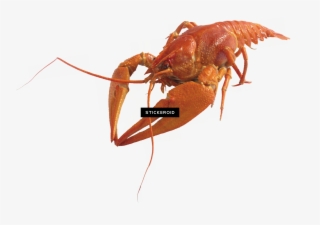 Lobster
