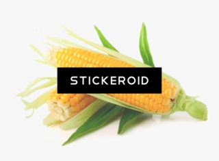 Yellow Corn - Ferry Morse Fm Foil Ornamental Rainbow Mc Sweet Corn