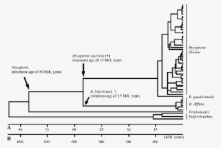 Maximum Likelihood Phylogeny Of Bryopteris Generated - Diagram