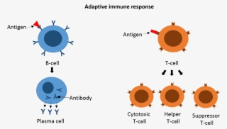 Some Of The B Cells And T Cells Can Develop Into Memory - Circle