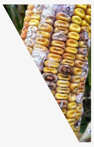Corn Kernels