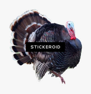 Turkey - Turkey Png