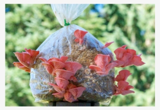 The Pink Oyster Mushroom Patch™ - Pink Oyster Mushroom
