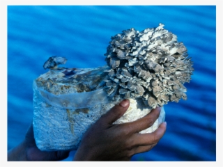 The Maitake Mushroom Patch™ - Maitake Mushroom Patch