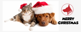 Dog Cat Christmas - Dog And Cat With Santa Hat