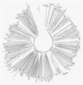 Neighbour-joining Tree Based On K2p Distances From - Circle