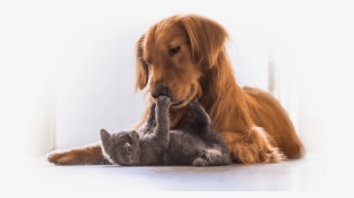 Trusted La Crescenta Veterinarians - Cat And Dog