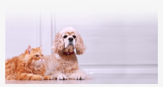 More Information Coming Soon - American Cocker Spaniel