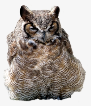 Owl Png, Download Png Image With Transparent Background, - Portable Network Graphics