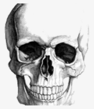 Realistic Skull Drawing