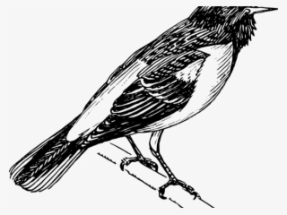 Mockingbird Clipart Vector - Orioles Bird Black And White