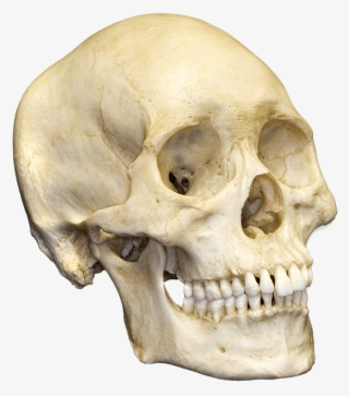 Human Skull Bone