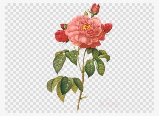 Roses Painting Art Painter - Pierre-joseph Redoute Rose Shower Curtain