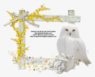 Then Right Click And Select Save Image As - Snowy Owl